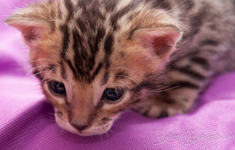 Bengal Katze Zucht